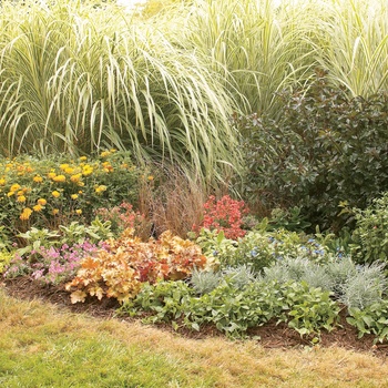 Graceful Grasses® 'Toffee Twist' Graceful Grasses® 'Toffee Twist'