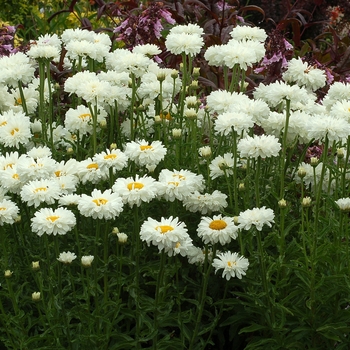 Shasta Daisy Shasta Daisy