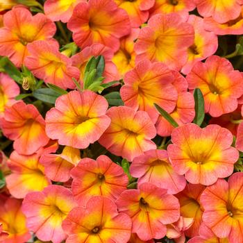 Superbells® 'Coral Sun' Superbells® 'Coral Sun'