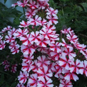Verbena  Verbena