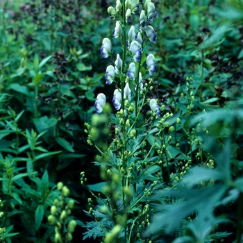 Monkshood