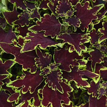 Coleus