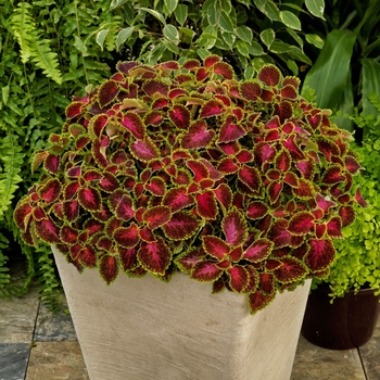 Coleus