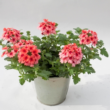 Verbena Verbena