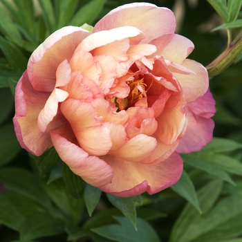 Peony Itoh