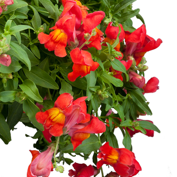 Trailing Snapdragon