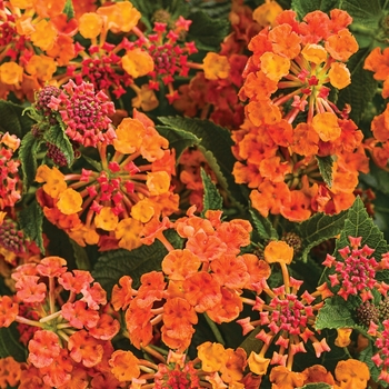 Luscious ® Lantana