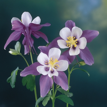Columbine
