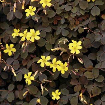 Oxalis