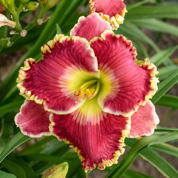'Born to Run' Daylily 'Born to Run' Daylily