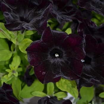 Petunia