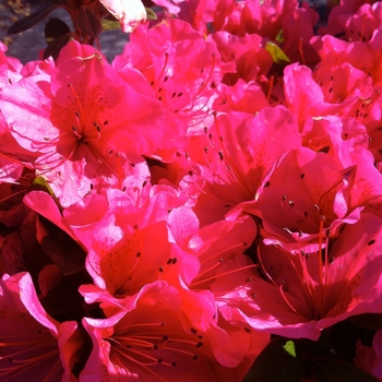 'Girard's Renee Michelle' Azalea