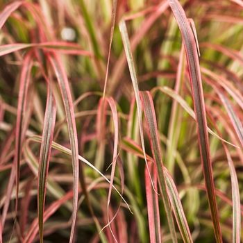Fireworks Fountain Grass