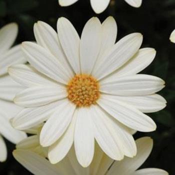 Osteospermum