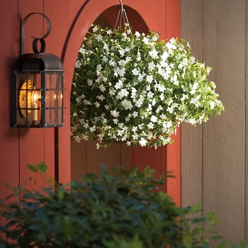 Endless Browallia Endless Browallia