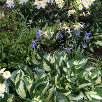 Plantain Lily