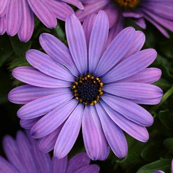 African Daisy African Daisy