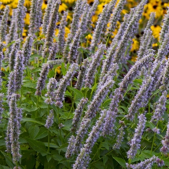 Anise Hyssop