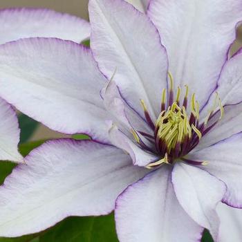 Clematis Clematis