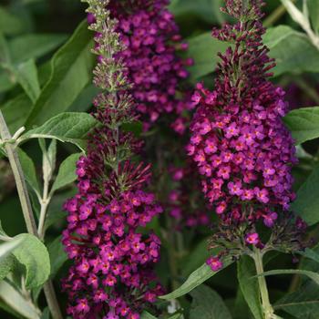 Butterfly Bush