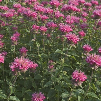 Bee Balm