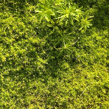 Scotch Moss Scotch Moss