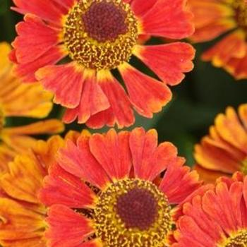 Sneezeweed Sneezeweed