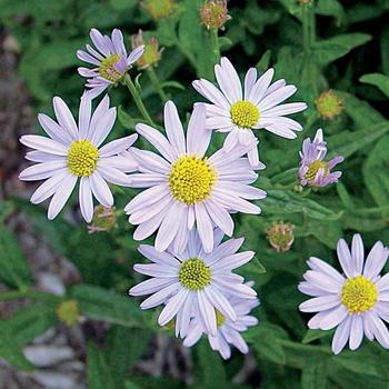 Japanese Aster Japanese Aster