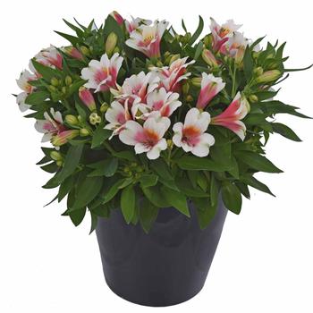Alstroemeria  Alstroemeria