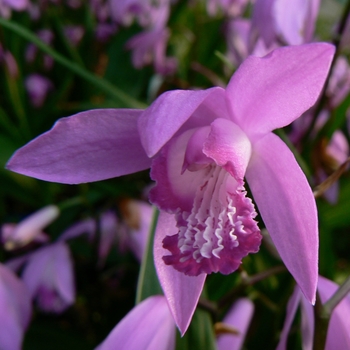 Chinese Ground Orchid Chinese Ground Orchid
