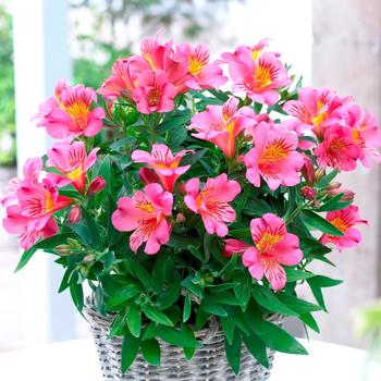 Colorita® Eliane® Pink Colorita® Eliane® Pink