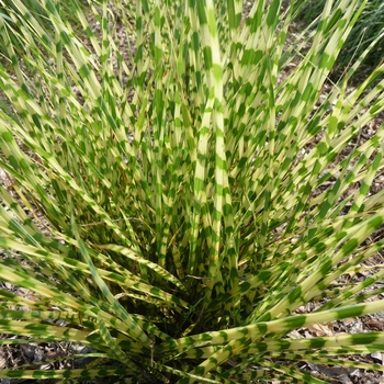 Maiden Grass
