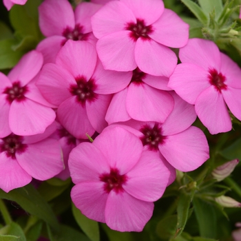 Gisele™ 'Pink'