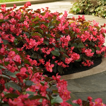Begonia
