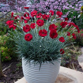 Border Carnation