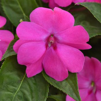 Solarscape&reg; XL Pink Jewel