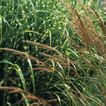 Indian Grass