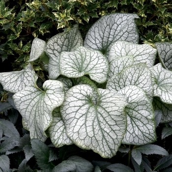 Heartleaf Brunnera Heartleaf Brunnera
