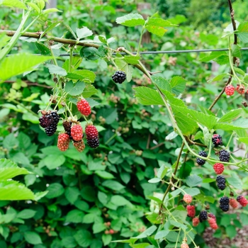 Blackberry