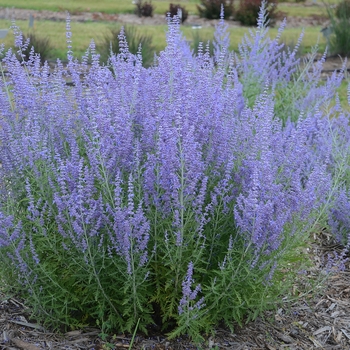 Russian Sage Russian Sage