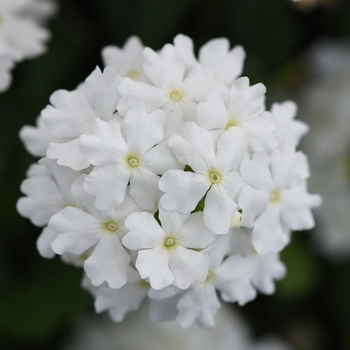 Verbena