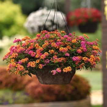 Lantana Lantana