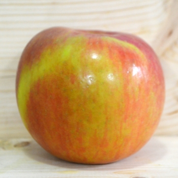 'Fuji' Apple