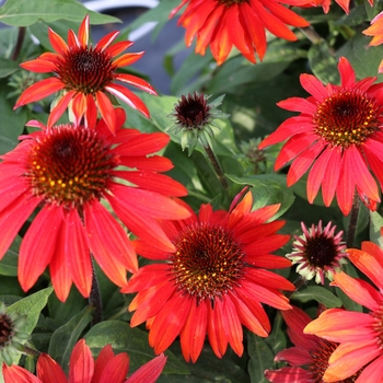 Coneflower