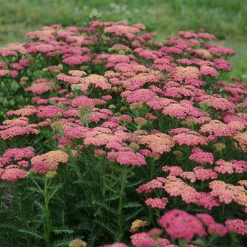 Yarrow Yarrow