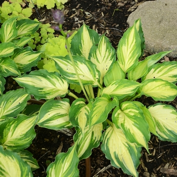 Hosta Hosta