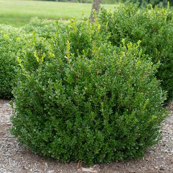 'Little Missy' Boxwood