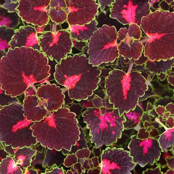 Coleus Coleus