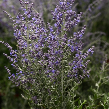 Russian Sage Russian Sage
