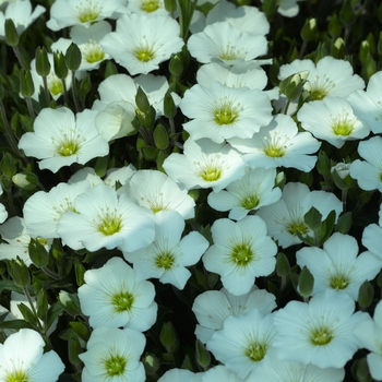 Sandwort